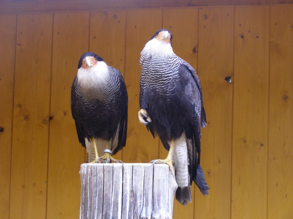 P1013435.JPG