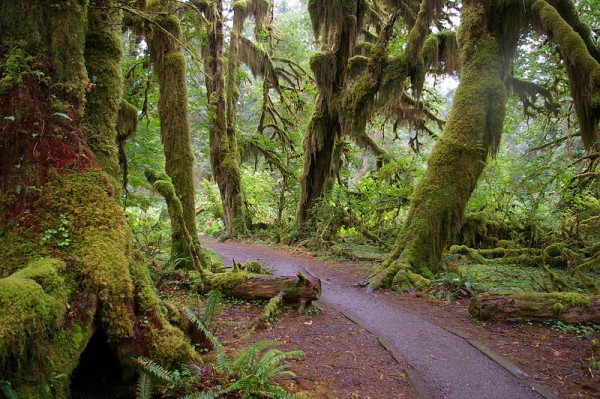 800px-Forks_WA_Hoh_National_Fo